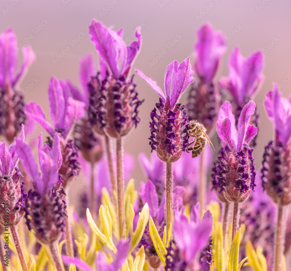 Obraz premium Bee in lavender