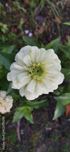 Close-up of a blooming white flower, showing the fine details of the petals and the natural texture. A calm and elegant visual, deeply reflecting the purity, serenity and beauty of nature.