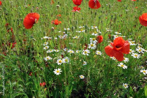 Frühlingswiese mit Klatschmohn und Margeriten