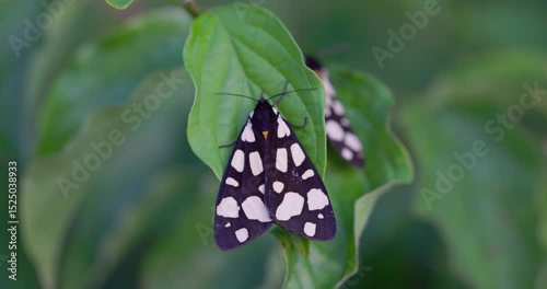 Arctia villica, the cream-spot tiger resting on a leaf