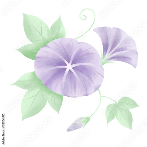 Fototapeta Naklejka Na Ścianę i Meble -  Watercolor Morning Glory with Leaves and Buds Illustration