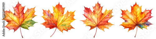 Wallpaper Mural Watercolor Maple Leaf Set Autumn Foliage Illustration PNG set Transparent background Torontodigital.ca