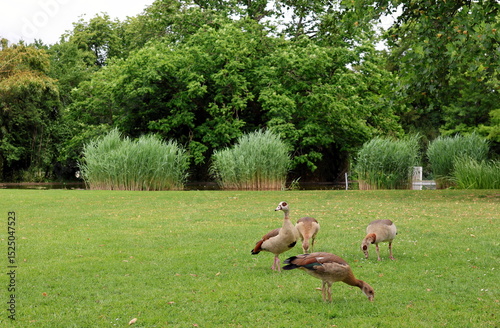 Nilgänse im Freiburger Stadtgarten