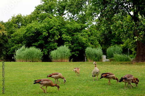 Nilgänse im Freiburger Stadtgarten
