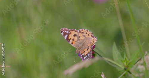 The painted lady butterfly (Vanessa cardui) on the flower of Knautia arvensis, commonly known as field scabious