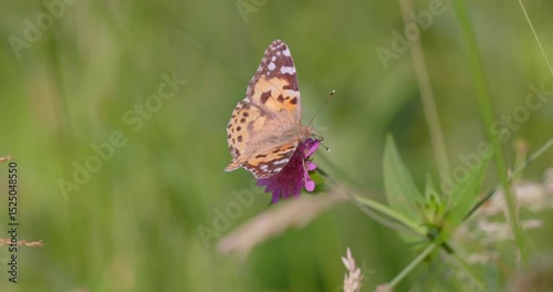 The painted lady butterfly (Vanessa cardui) on the flower of Knautia arvensis, commonly known as field scabious