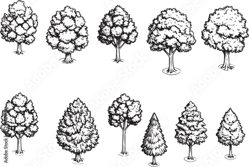 Nature Vector Art: Variety of Trees in Engraving Style
