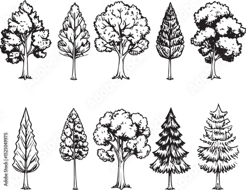 Black and White Forest Elements: Vintage Tree Illustrations