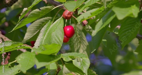 Ripe cherry fruit on a cherry tree branch