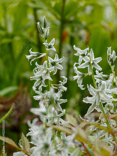 Ornithogalum boucheanum is a perennial herbaceous plant ; a species of the genus Ornithogalum of the Asparagus family ( Asparagaceae )