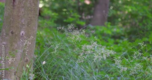 Luzula sylvatica, commonly known as greater wood-rush or great wood-rush in beech forest