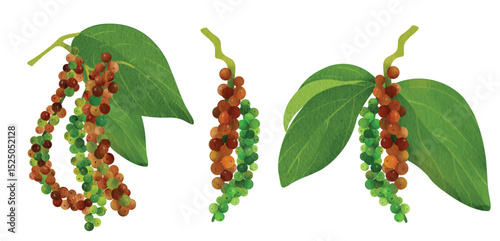 Peppercorn Branch, Spice Plant Illustration