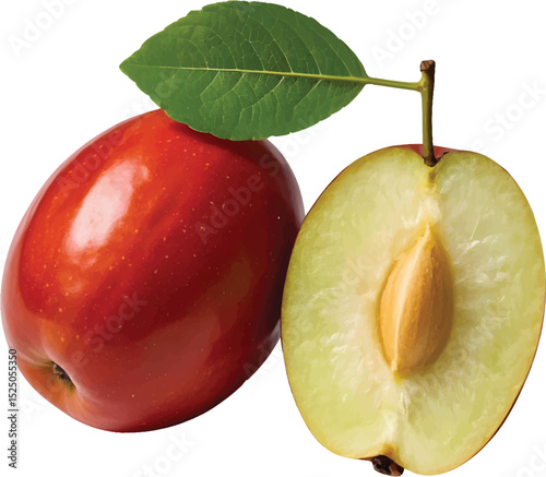 Jujube fruit illustration fresh chinese date vector graphic