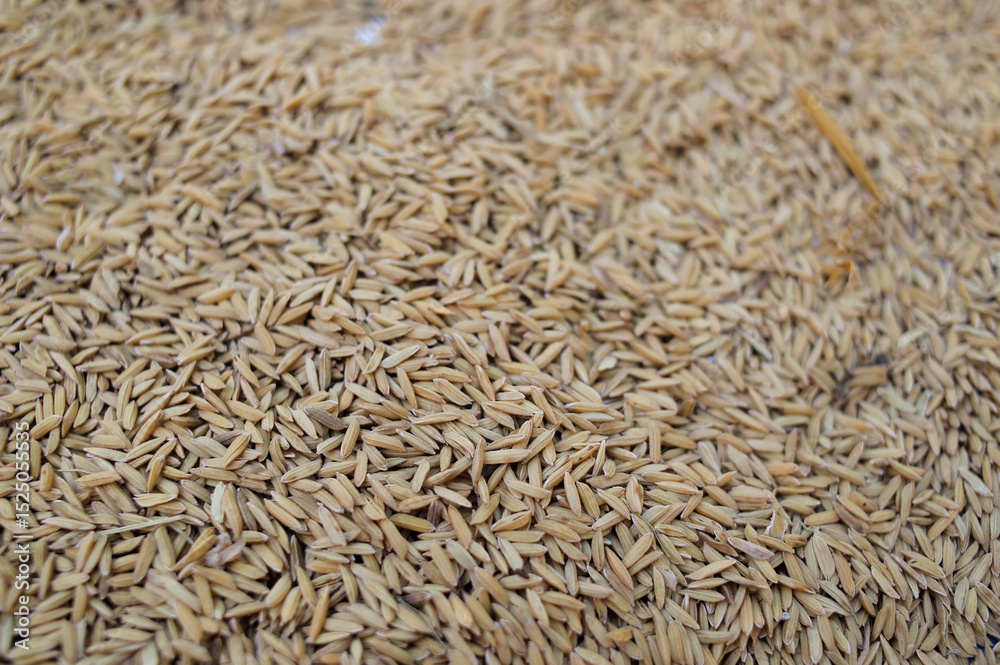 Fototapeta premium Overhead close-up revealing the dense texture of numerous raw, unhusked rice grains (paddy) spread out, likely for drying