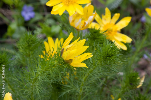 Bright yellow spring flowers. Flower in garden. Adonis vernalis, pheasant's eye, spring pheasant's eye, yellow pheasant's eye and false hellebore. Natural blooming floral background