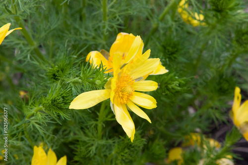 Bright yellow spring flowers. Flower in garden. Adonis vernalis, pheasant's eye, spring pheasant's eye, yellow pheasant's eye and false hellebore. Natural blooming floral background