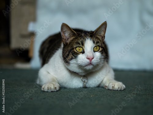 Alert tabby cat at home