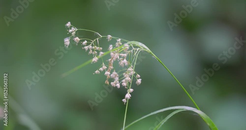 Luzula sylvatica, commonly known as greater wood-rush or great wood-rush in beech forest