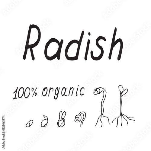 Radish Microgreens Growth Stages with Handwritten Organic Lettering