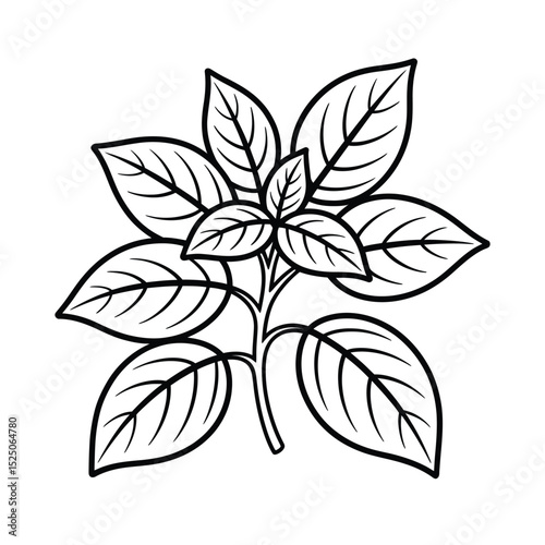Line art drawing of a sprig of basil leaves
