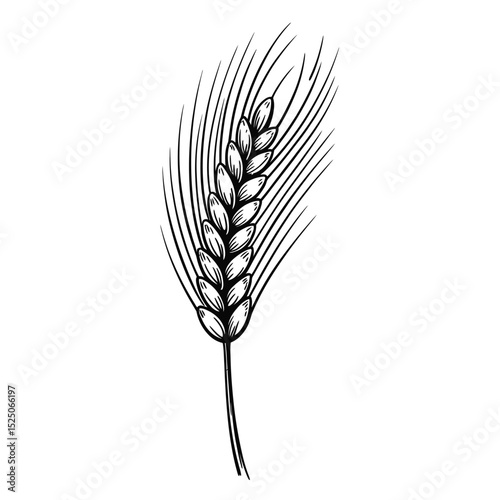 Single Wheat Ear Black and White Illustration