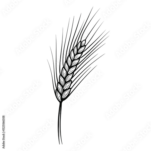 Single Wheat Ear Black and White Illustration