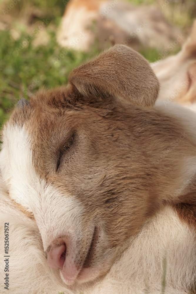 Fototapeta premium baby goats sleeping on the farm