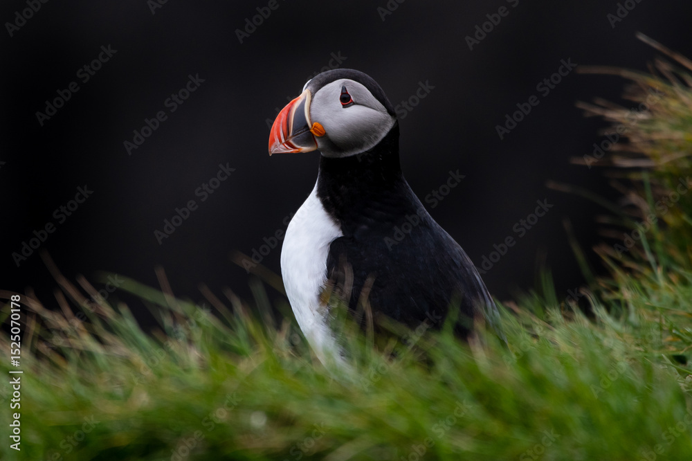 Naklejka premium A puffin in Iceland.