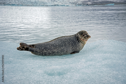 A harbor seal in Iceland.