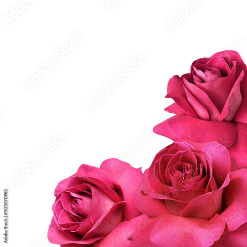 Pink rose flowers with ever...
