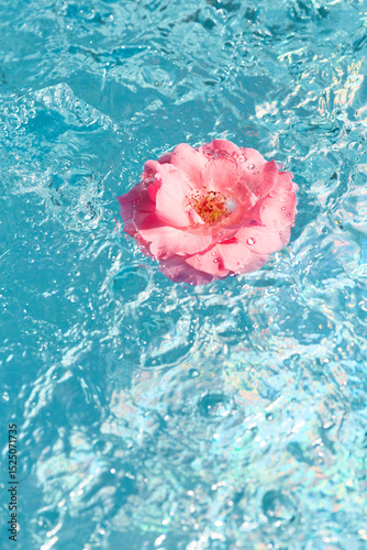 Pink rose floating on clear blue water during a sunny day in a serene environment