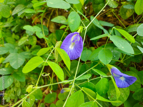 Close up of a butterfly pea flower (Clitoria ternatea).