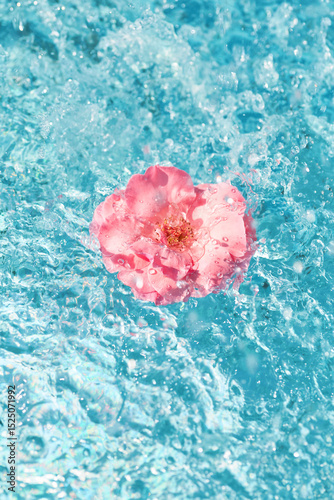 Pink flower floats on sparkling blue water, creating a serene and beautiful contrast in a tranquil setting
