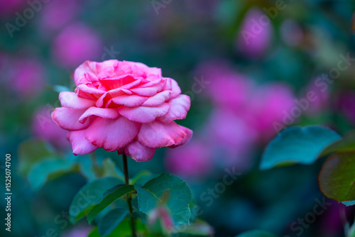 Fototapeta Naklejka Na Ścianę i Meble -  薔薇