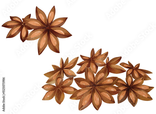 Star Anise Spice for Culinary and Christmas Decor Culture Illustration