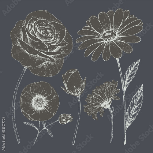 Beautiful floral illustrations featuring variety of flowers including roses, daisies, and poppies, showcasing intricate details and elegant lines