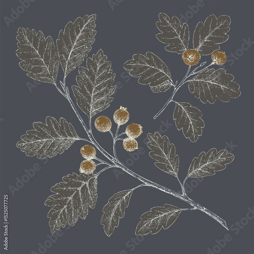 Botanical illustration of branch with leaves and berries, showcasing intricate details and contrasting dark background. design evokes sense