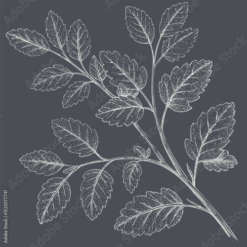 Detailed illustration of leafy branch with intricate leaf patterns, showcasing natural beauty and elegance