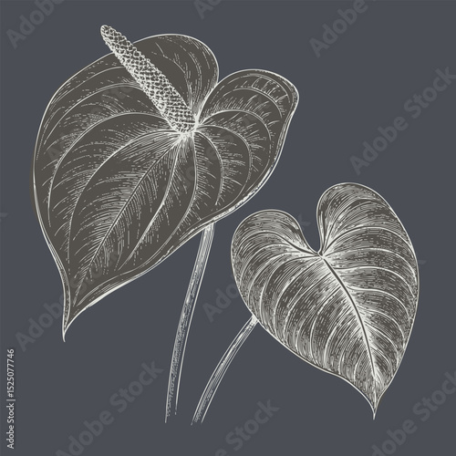 Botanical illustration of two elegant leaves, showcasing intricate details and textures, perfect for nature lovers and art enthusiasts
