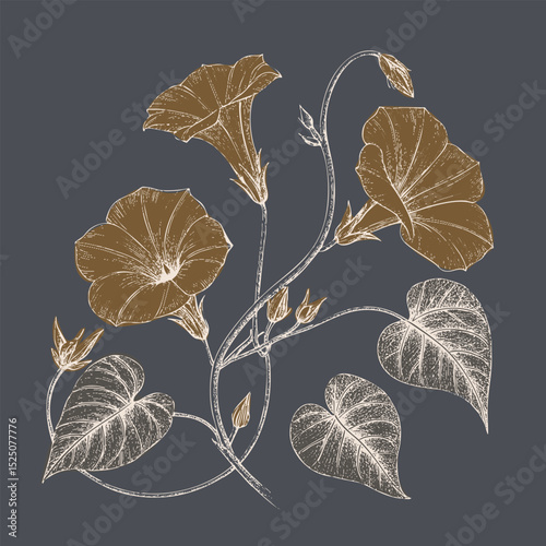 Elegant floral illustration featuring morning glory flowers and leaves, showcasing intricate details and contrasting color palette
