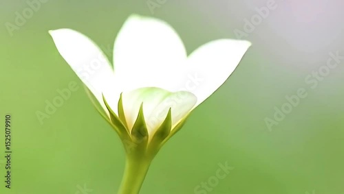  Delicate white flower in bloom against a soft green backdrop