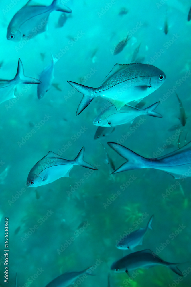 Obraz premium Schools of blue maomao fish, Mercury Bay Marine Reserve and Recretaion area, Coromandel Peninsula, North Island of New Zealand