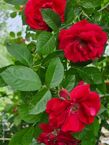 red poinsettia flower
