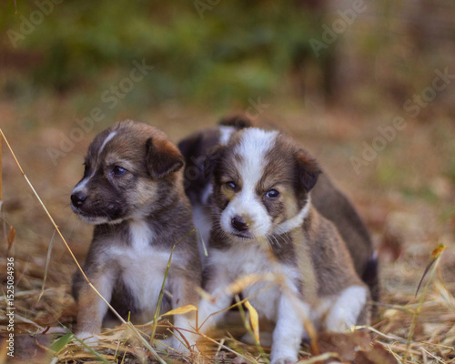 two dogs sitting on the ground