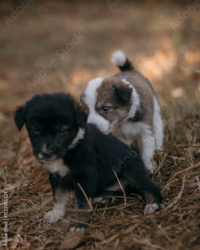 two puppies on a grass