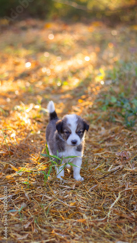 a puppy playing on the ground