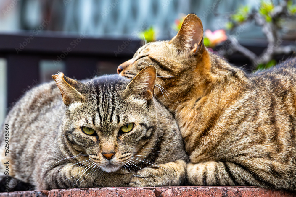 Naklejka premium 仲良し野良猫