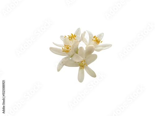 Orange blossom flowers bunch isolated transparent png