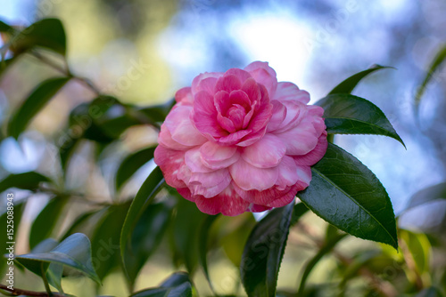Schilderij op canvas Bright and pale pink camellia japonica bicolor rose form flower with green leaves