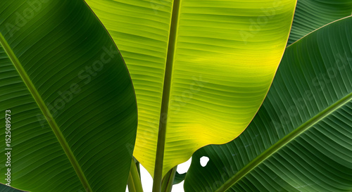 Close up of a banana plant with large green leaves and sunlight shining through them isolated on white background, tarensparent background, png, jpg,jpeg,  on transparent background